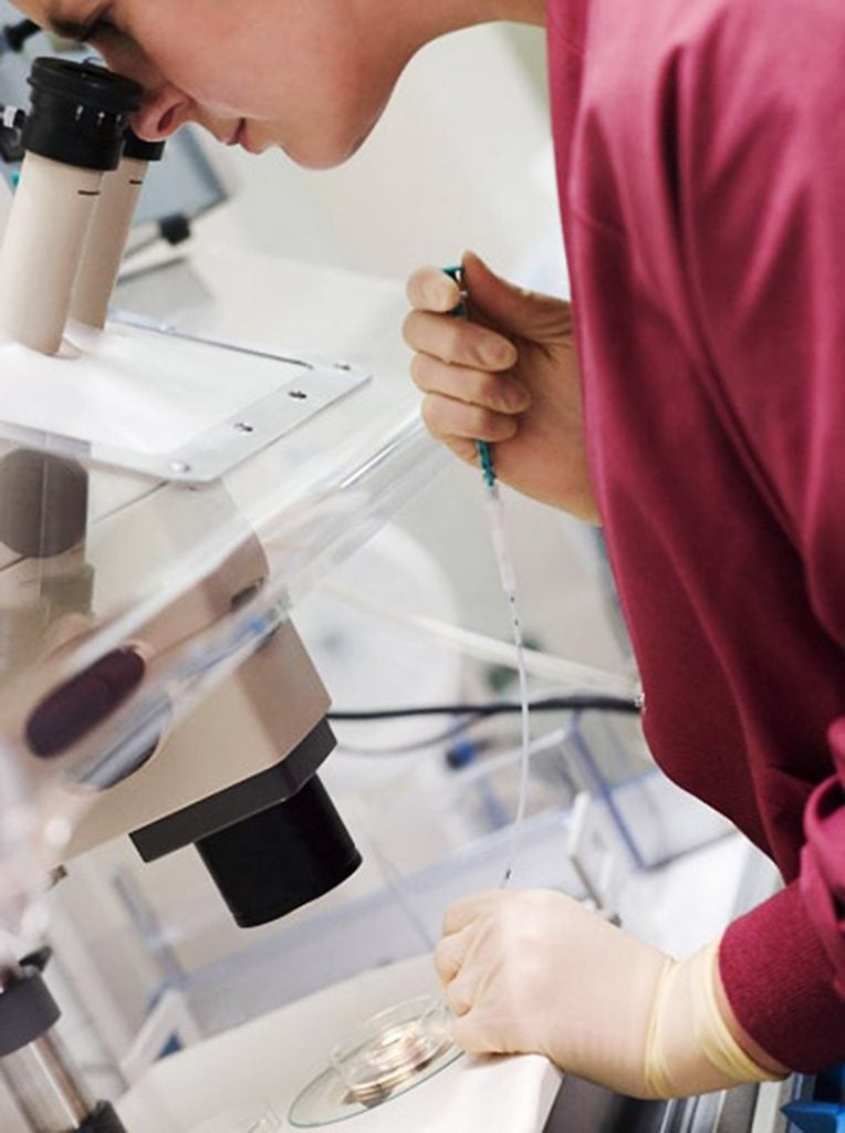 Embriyo transferi (ET) için, embriyo, stereoskopik mikroskopla ET kateterine çekilir.