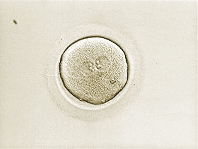 A so-called 2PN cell (pronuclear cell nucleus)