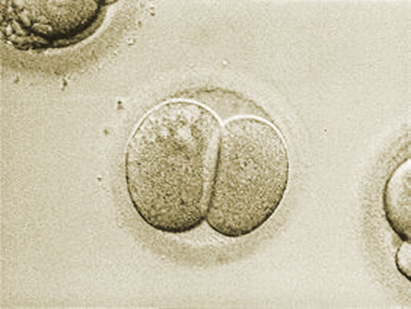 An embryo at the two-cell stage, which can be expected on day two