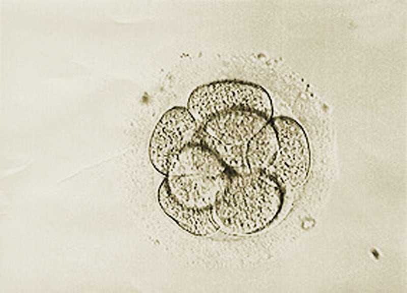 An 8-cell embryo on day 3 indicates a "Top Quality Embryo"