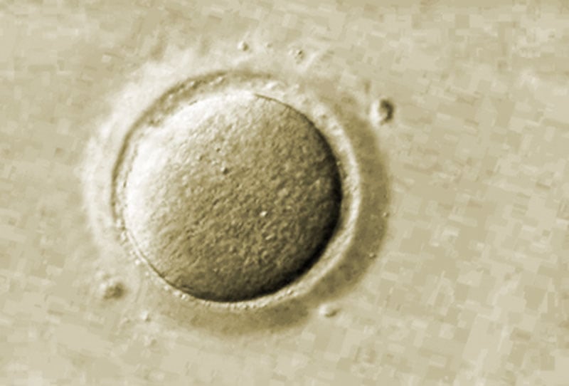 Oocyte, non-inseminated egg cell